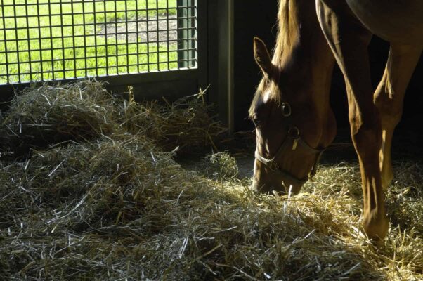 Alimentazione del cavallo con fieno e mangime