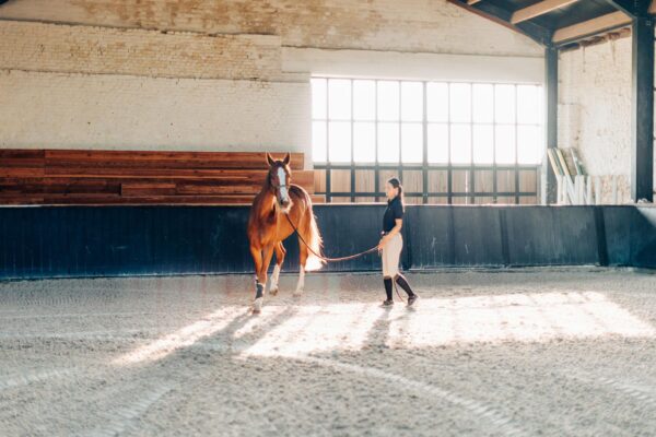Cavallo sportivo durante allenamento con corretta gestione alimentare